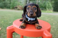 Eric, a male Miniature Dachshund for sale in New Haven, IN – 2 of 7