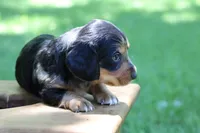 Sam, a male Miniature Dachshund for sale in New Haven, IN – 8 of 8