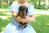 Max, a male Miniature Dachshund for sale in New Haven, IN – 5 of 10