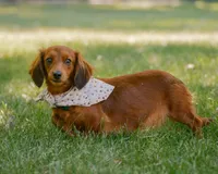Indy, a female Miniature Dachshund for sale in New Haven, IN – 4 of 4