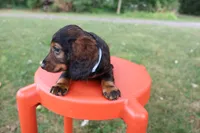 Eric, a male Miniature Dachshund for sale in New Haven, IN – 6 of 7