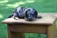 Kevin, a male Miniature Dachshund for sale in New Haven, IN – 3 of 10