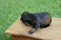 Eric , a male Miniature Dachshund for sale in New Haven, IN – 10 of 10
