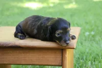 Eric , a male Miniature Dachshund for sale in New Haven, IN – 3 of 10