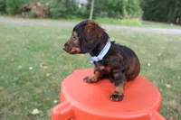 Eric, a male Miniature Dachshund for sale in New Haven, IN – 3 of 7