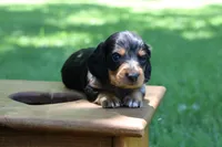 Sam, a male Miniature Dachshund for sale in New Haven, IN – 2 of 8