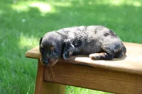 Max, a male Miniature Dachshund for sale in New Haven, IN – 9 of 10