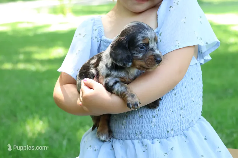 Kevin – Miniature Dachshund puppy for sale in New Haven, IN