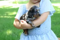 Kevin, a male Miniature Dachshund for sale in New Haven, IN – 1 of 10