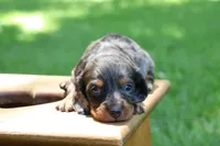 Max, a male Miniature Dachshund for sale in New Haven, IN – 3 of 10