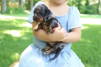 Max, a male Miniature Dachshund for sale in New Haven, IN – 6 of 10