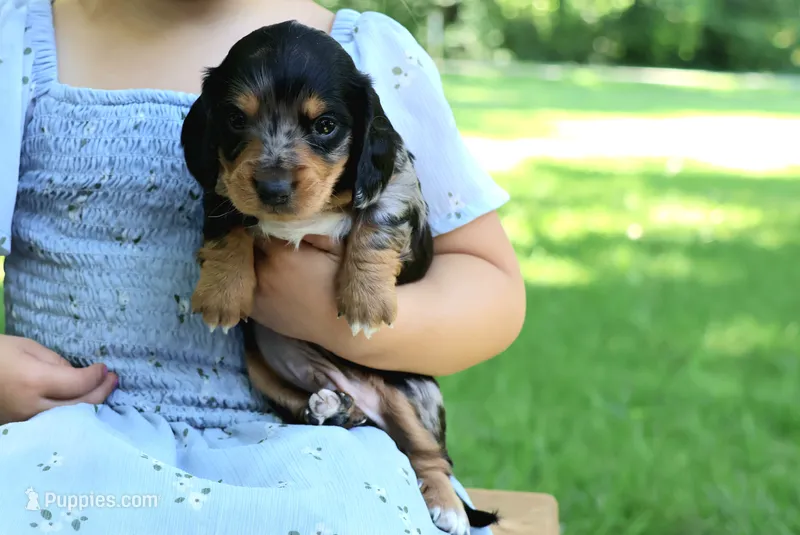 Sam – Miniature Dachshund puppy for sale in New Haven, IN