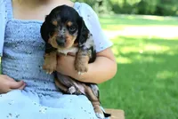 Sam, a male Miniature Dachshund for sale in New Haven, IN – 1 of 8