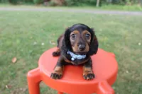 Eric, a male Miniature Dachshund for sale in New Haven, IN – 4 of 7
