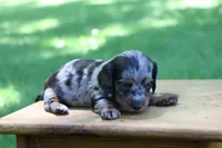 Kevin, a male Miniature Dachshund for sale in New Haven, IN – 7 of 10