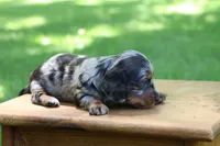 Kevin, a male Miniature Dachshund for sale in New Haven, IN – 4 of 10