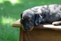 Max, a male Miniature Dachshund for sale in New Haven, IN – 10 of 10
