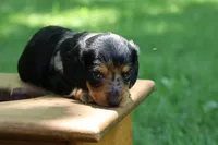Sam, a male Miniature Dachshund for sale in New Haven, IN – 7 of 8
