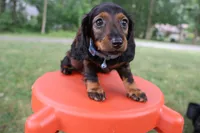 Eric, a male Miniature Dachshund for sale in New Haven, IN – 5 of 7