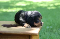 Sam, a male Miniature Dachshund for sale in New Haven, IN – 5 of 8
