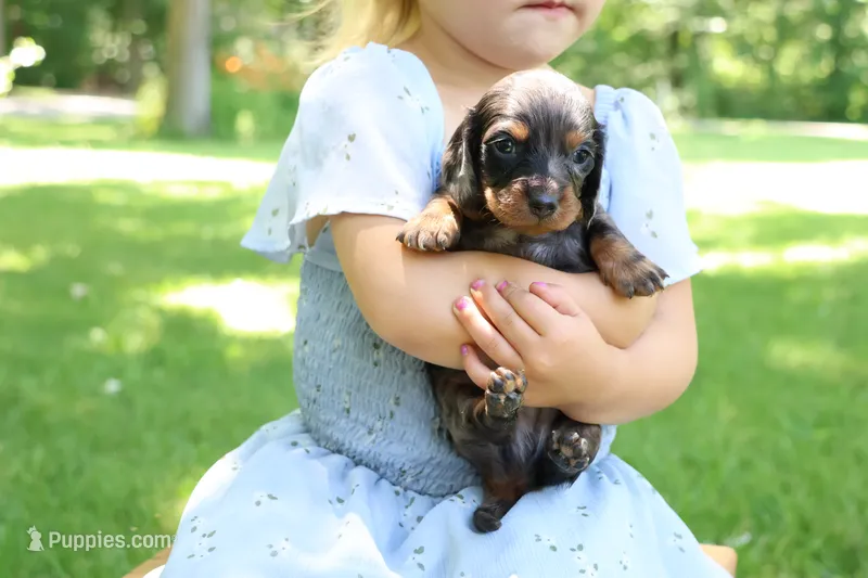 Max – Miniature Dachshund puppy for sale in New Haven, IN