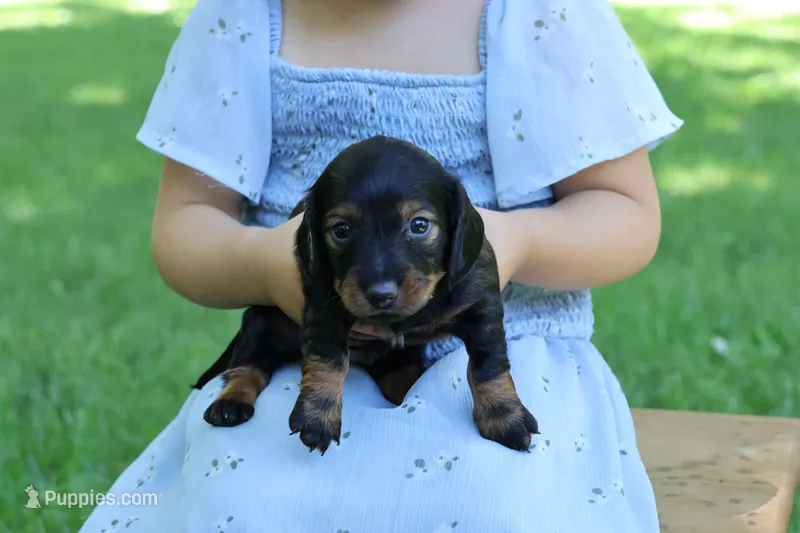 Eric  – Miniature Dachshund puppy for sale in New Haven, IN