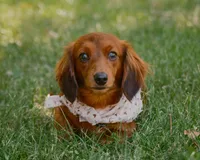 Indy, a female Miniature Dachshund for sale in New Haven, IN – 3 of 4