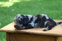 Kevin, a male Miniature Dachshund for sale in New Haven, IN – 10 of 10
