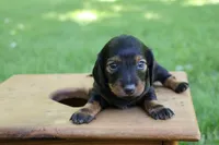Eric , a male Miniature Dachshund for sale in New Haven, IN – 7 of 10