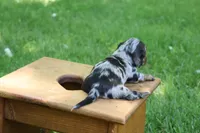 Kevin, a male Miniature Dachshund for sale in New Haven, IN – 5 of 10