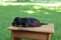 Eric , a male Miniature Dachshund for sale in New Haven, IN – 8 of 10