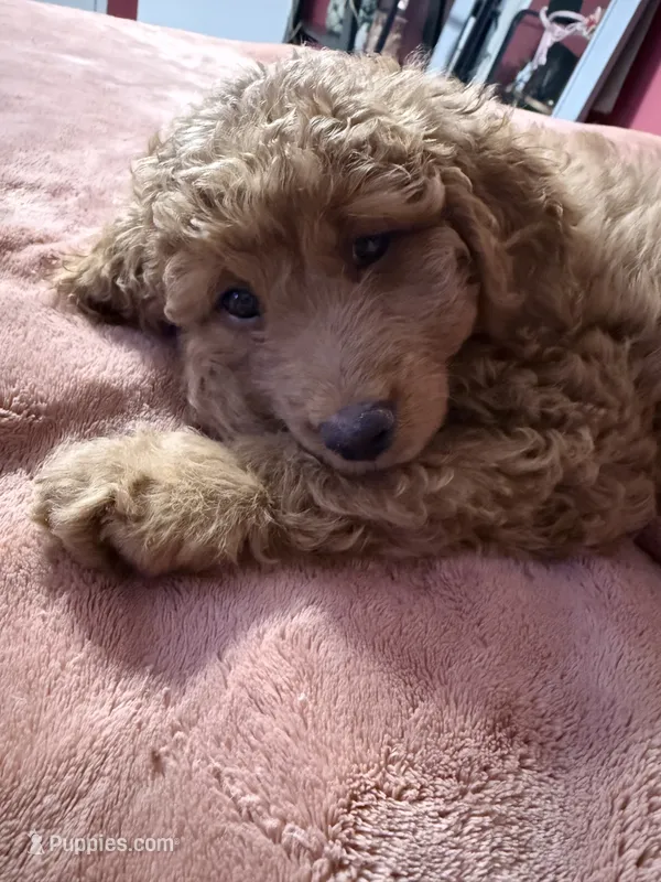 Sisi – Goldendoodle puppy for sale in Winter Haven, FL