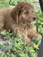 Sisi, a female Goldendoodle for sale in Winter Haven, FL – 2 of 8