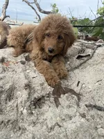 Lili, a female Goldendoodle for sale in Winter Haven, FL – 1 of 5