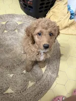 Sisi, a female Goldendoodle for sale in Winter Haven, FL – 3 of 8