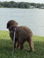 Lili, a female Goldendoodle for sale in Winter Haven, FL – 3 of 5