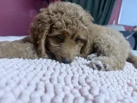 Sisi, a female Goldendoodle for sale in Winter Haven, FL – 8 of 8