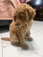 Sisi, a female Goldendoodle for sale in Winter Haven, FL – 5 of 8
