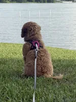 Lili, a female Goldendoodle for sale in Winter Haven, FL – 2 of 5