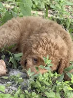 Sisi, a female Goldendoodle for sale in Winter Haven, FL – 4 of 8