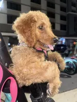 Lili, a female Goldendoodle for sale in Winter Haven, FL – 5 of 5