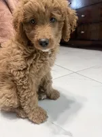 Sisi, a female Goldendoodle for sale in Winter Haven, FL – 6 of 8