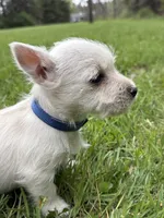 Max, a male West Highland White Terrier for sale in Geneva, NY – 2 of 3