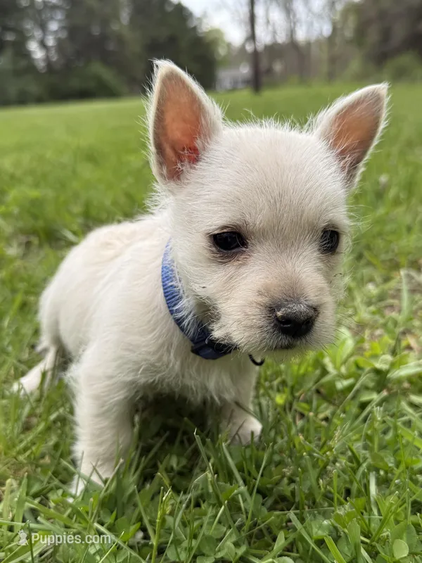 Max – West Highland White Terrier puppy for sale in Geneva, NY
