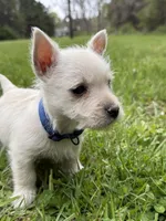 Max, a male West Highland White Terrier for sale in Geneva, NY – 3 of 3
