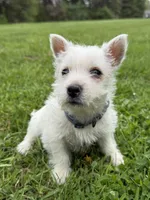 Bella, a female West Highland White Terrier for sale in Geneva, NY – 1 of 2
