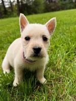 Lily, a female West Highland White Terrier for sale in Geneva, NY – 2 of 2