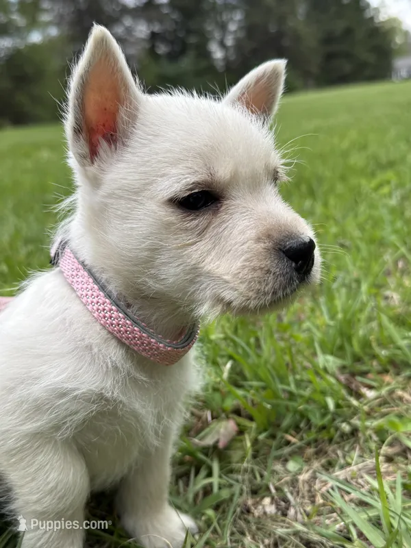 Lily – West Highland White Terrier puppy for sale in Geneva, NY