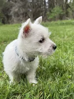 Bella, a female West Highland White Terrier for sale in Geneva, NY – 2 of 2