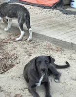  Urgent rehome. Please read , a male Great Pyrenees and Cane Corso for sale in Covington, GA – 2 of 3